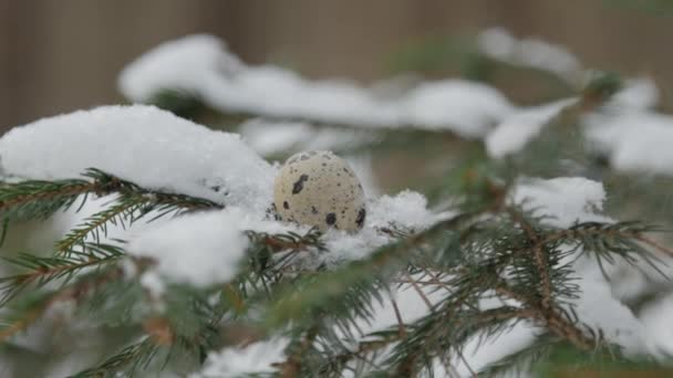 Fichtenzweig mit Schnee bedeckt, darauf ein Wachtelei, Nahaufnahme — Stockvideo