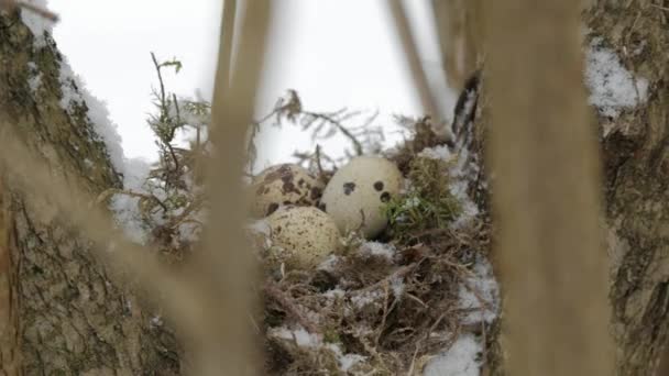 Un nido lleno de tres huevos de pájaro en las ramas de un árbol. Invierno . — Vídeos de Stock