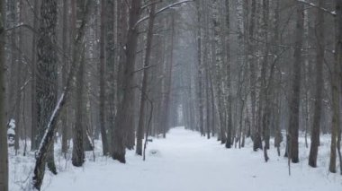 Kış orman karla kaplı yolda görünümünü.