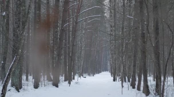 Wunderschöne Winterlandschaft mit schneebedeckten Bäumen. — Stockvideo