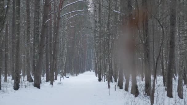 Hermoso paisaje de invierno con árboles cubiertos de nieve. — Vídeos de Stock