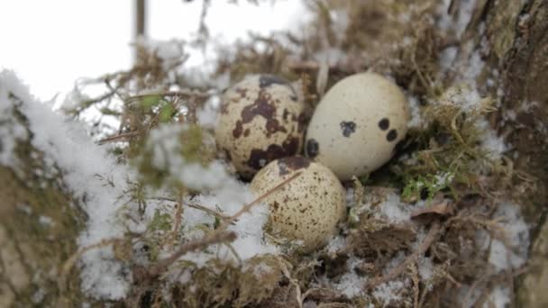 Гніздо заповнене трьома яйцями птахів на гілках дерева. Зима . — стокове відео