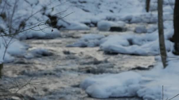 冬天有一条美丽的清澈的小溪, 雪流过树林。. — 图库视频影像