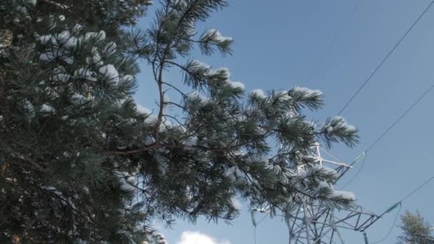 Cubierto con una fina capa de ramas de nieve, poste eléctrico y cables contra el cielo azul . — Vídeo de stock