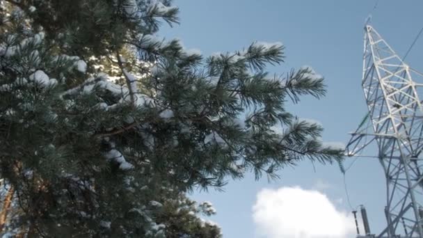 Cubierto con una fina capa de ramas de nieve, poste eléctrico y cables contra el cielo azul . — Vídeo de stock