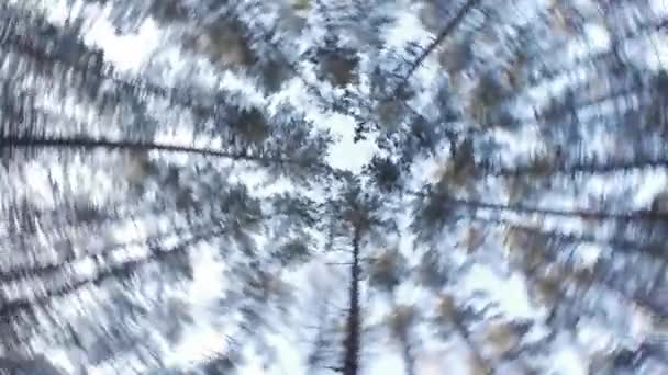 Tallarna i skogen sett från marken upp. — Stockvideo