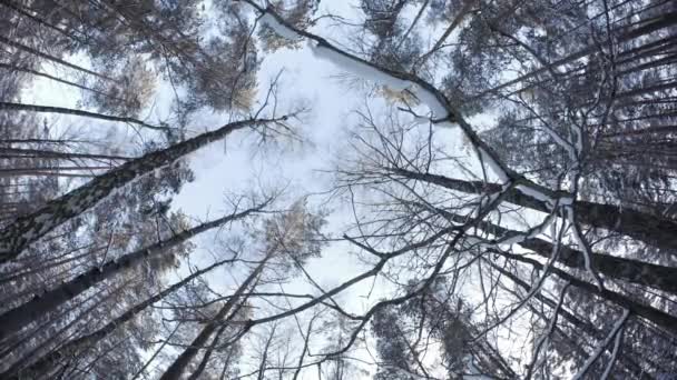 Pines in the forest seen from ground up. — Stock Video