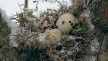 Bir yuva bir ağaç dallarında üç kuş yumurta dolu. Kış.