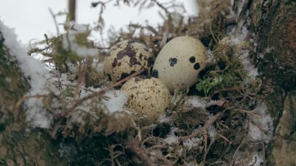 Un nido lleno de tres huevos de pájaro en las ramas de un árbol. Invierno . — Vídeo de stock