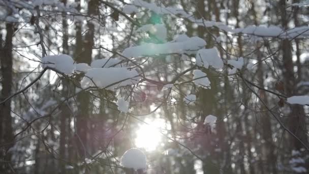 Ramas de árboles con nieve en ellos moviéndose en el viento . — Vídeo de stock