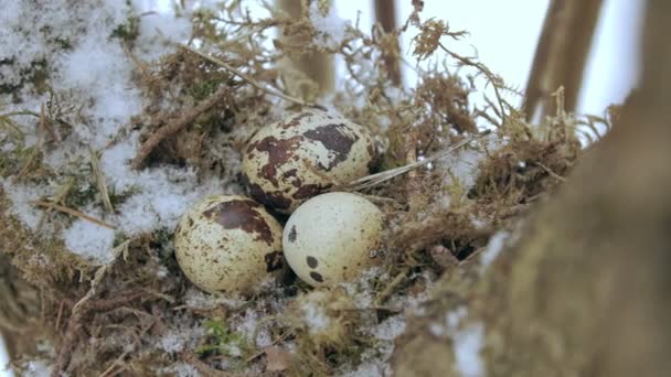 Bird nest on tree branch with three frozen eggs inside, winter. — Stock Video