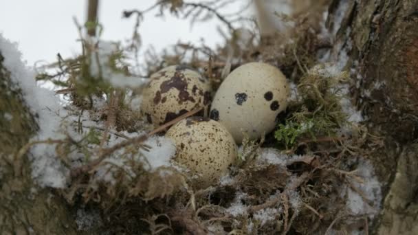 Un nido lleno de tres huevos de pájaro en las ramas de un árbol. Invierno . — Vídeo de stock