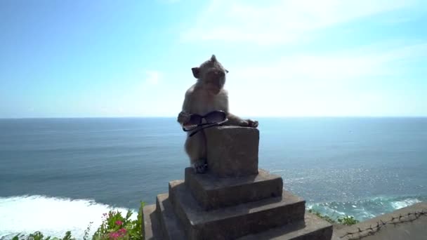 Impressionante macaco macaco trocas roubadas de turistas óculos de comida sentado na parede no templo de Uluwatu, Bali . — Vídeo de Stock