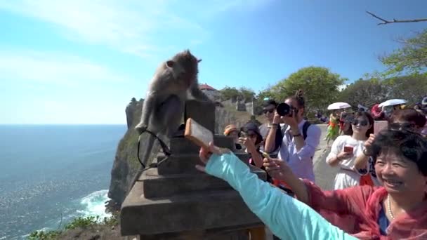 BALI, INDONESIA - OCT 10, 2019: Cunning macaque monkey exchanges stolen from tourists glasses for food sitting on the wall in Uluwatu Temple, Bali. — Stock Video