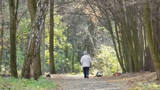 Yalnız kadın kıdemli geziniyor sonbahar park, sağlıklı yaşam, egzersiz — Stok video