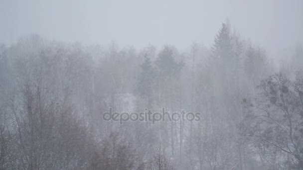 Queda de neve intensa na floresta, paisagem de inverno, tristeza, sem pessoas — Vídeo de Stock