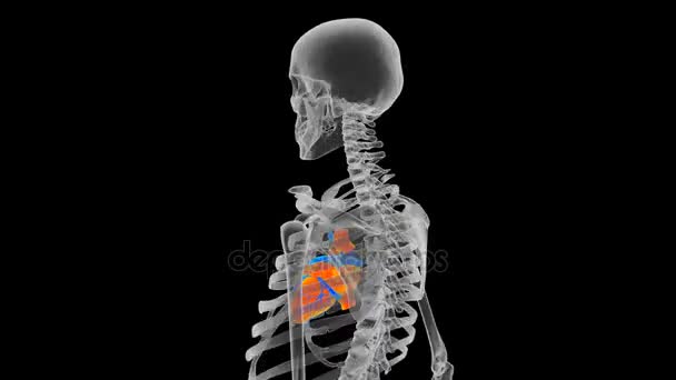 Lidské srdce v kostry vizualizaci, Mri test, nemoc predikce, diagnóza — Stock video