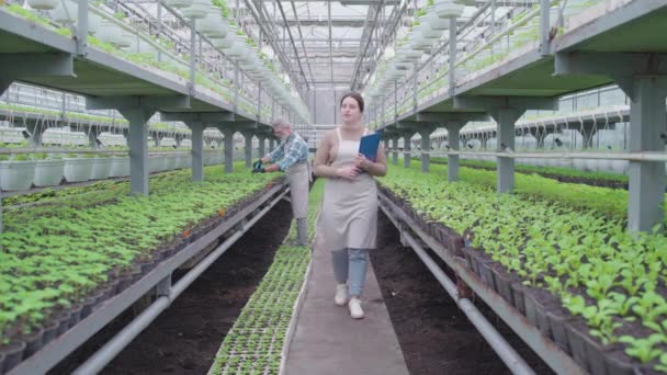 Agricultora bem sucedida caminhando em estufa, verificando plantas, pequenas empresas — Vídeo de Stock