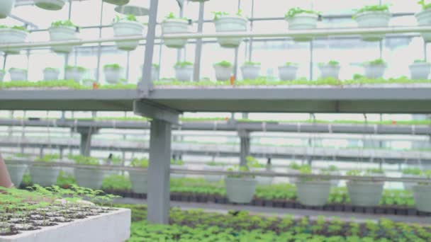 温室、植物育种业务中携带箱形绿苗的年轻女子 — 图库视频影像