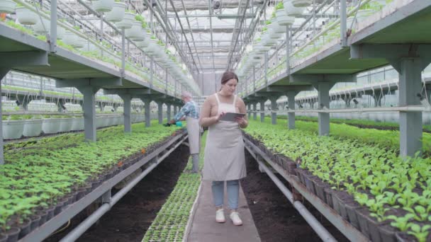 Greenhouse worker inserting data about seedlings in tab, plant breeding business — Stock Video