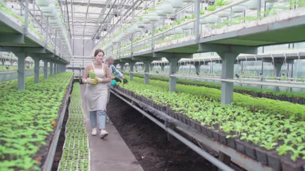 Εργατικοί αγρότες που καλλιεργούν λουλούδια στο θερμοκήπιο, στη φυτική κτηνοτροφία — Αρχείο Βίντεο
