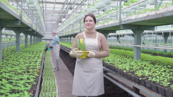 Gelukkige vrouwelijke boer snuiven mooie bloem, geïnspireerd door het werk in de kas — Stockvideo