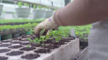 Çiftçi elleri organik toprak saksılarına, tarıma yeşil tohum naklediyor.