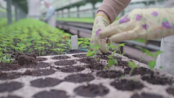 Ocupada agricultora que trabaja en invernadero plantando plántulas en el suelo, mano de obra migrante — Vídeo de stock