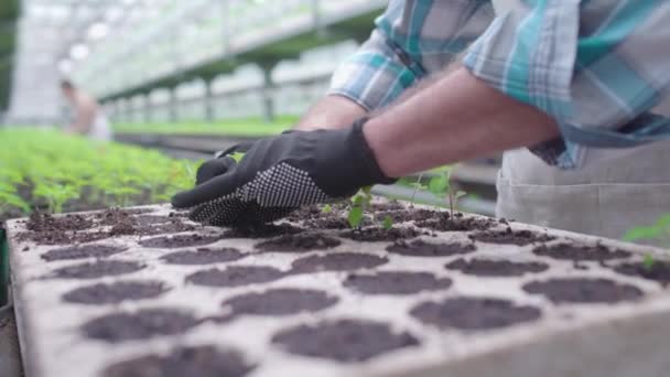 Αρσενικό χέρι αγρότη φύτευση πράσινα σπορόφυτα στο έδαφος, καλλιέργεια βιολογικών λαχανικών — Αρχείο Βίντεο