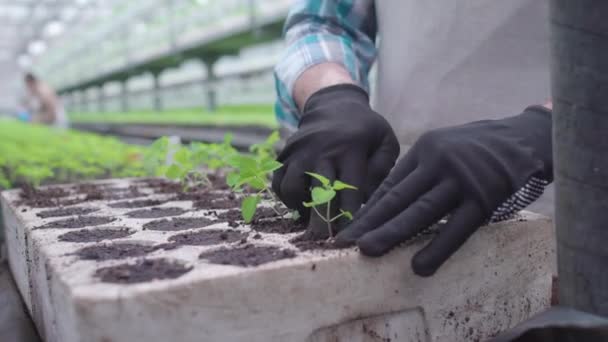 Çalışkan kıdemli adam saksılara tohum ekiyor, bitki yetiştiriyor, tarım yapıyor. — Stok video