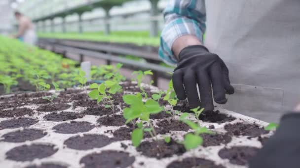 Férfi mezőgazdasági termelő zöldségpalántákat ültet a talajba, növényeket termeszt eladásra — Stock videók