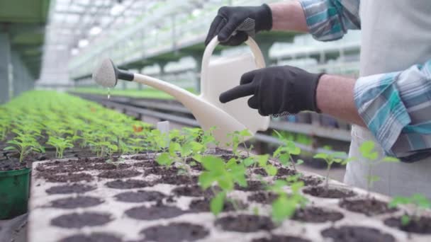 Trabajador de invernadero riego plántulas verdes, cultivo de alimentos orgánicos, agricultura — Vídeos de Stock