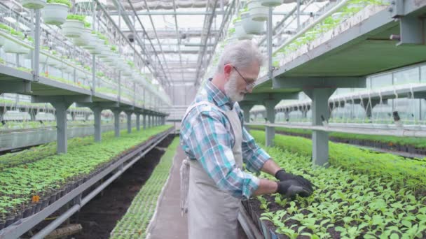 Oudere mannelijke boer werkzaam in kas, onderzoek zaailingen, veredeling van planten — Stockvideo