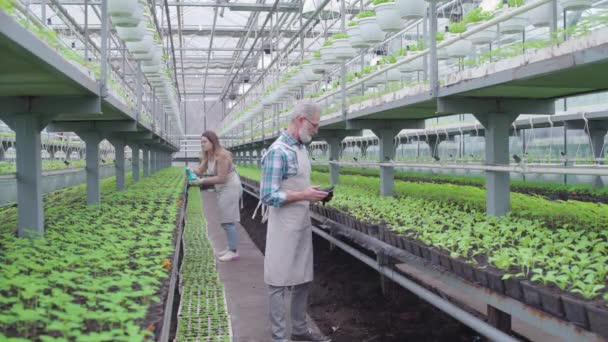 Senior man working in greenhouse, checking information on tab, small business — Stock Video