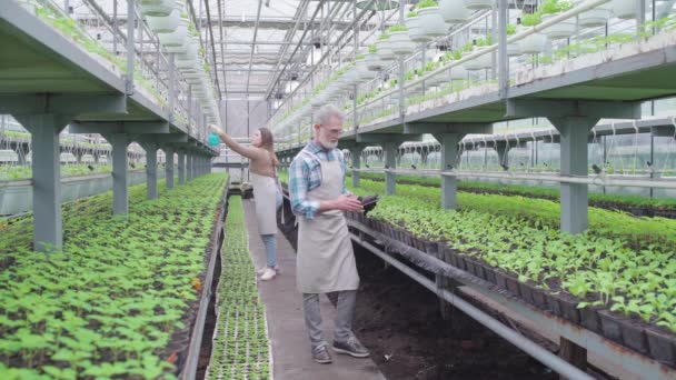Male farmer starting smart irrigation system from tablet, greenhouse business — Stock Video