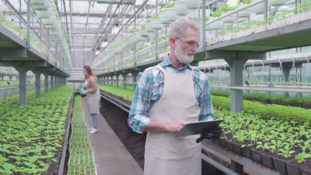 Agricultor masculino ocupado verificando mudas em casa de vegetação, inserindo dados em tablet — Vídeo de Stock