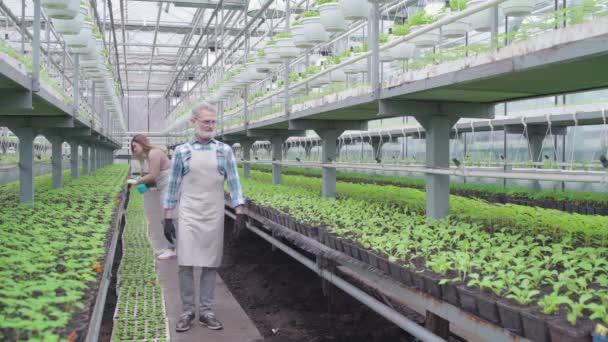 Soddisfatto lavoratore serra maschile a piedi e sorridente, la coltivazione di verdure biologiche — Video Stock