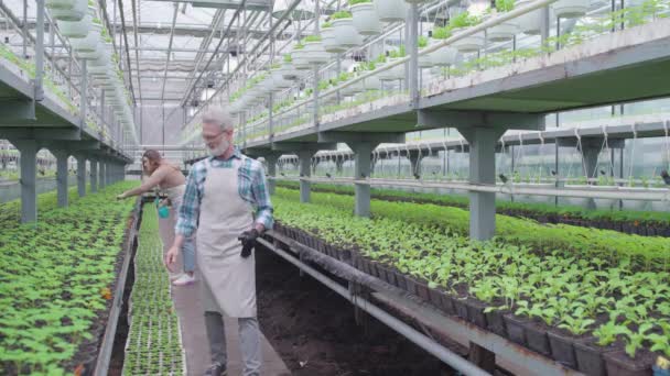 Возбужденный фермер смотрит на зеленые саженцы в теплице, сельском хозяйстве — стоковое видео