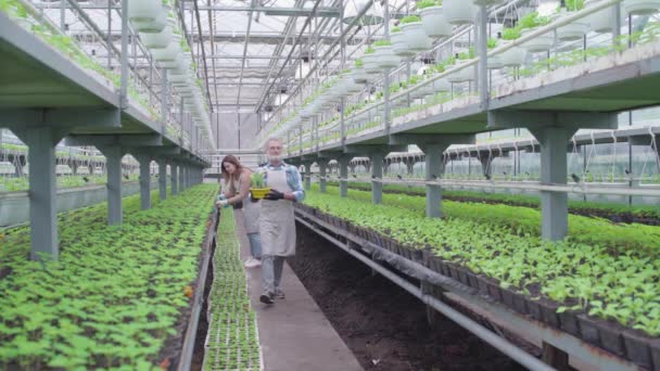 Разведение растений фермер, несущий цветущий цветочный горшок в теплице, малый бизнес — стоковое видео
