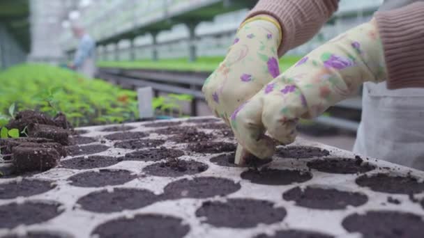 Mãos de agricultor feminino plantando mudas verdes no solo, cultivando vegetais orgânicos — Vídeo de Stock