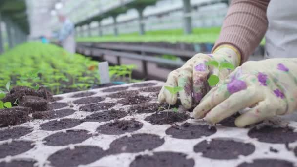 Boer handen planten groentezaailingen in de bodem, groeiende planten te koop — Stockvideo