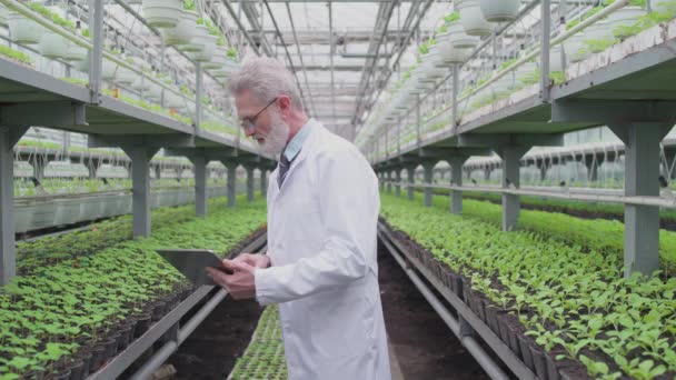 노련 한 생물학 전문가가 태블릿으로 타자를 치고, 녹색식물을 관찰하고, 재배하고 — 비디오