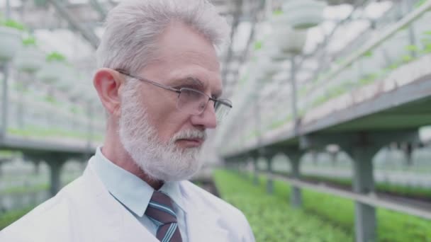 Científico senior en anteojos trabajando en invernadero, técnico en horticultura — Vídeos de Stock