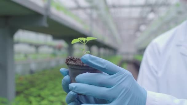 Planta verde nas mãos do cientista, pesquisa biológica, ecologia e meio ambiente — Vídeo de Stock