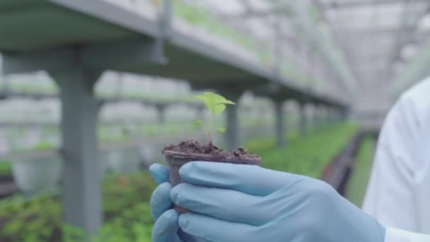 Especialista em horticultura segurando a cultura verde nas mãos, seleção de plantas, trabalho — Vídeo de Stock