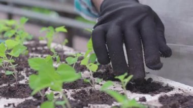 Meşgul çiftçi elleri organik toprağa yeşil fidanlar naklediyor, bitki yetiştiriyor.