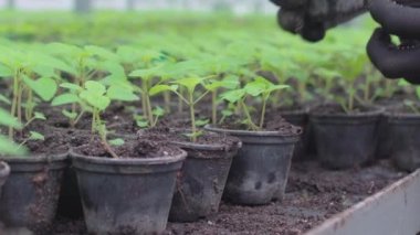 Serada çalışan eller fidanlı saksıları raflara koyuyor, organik tarım yapıyor.