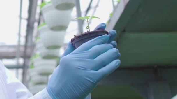 Bitki üreten bilim adamının elleri, elinde tohum kabı, organik gıda tarımı. — Stok video