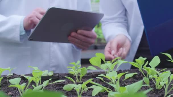 Kwaliteitscontrole experts in witte jassen controleren zaailingen in kas, landbouw — Stockvideo