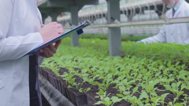 Gli scienziati dell'agricoltura che lavorano in serra, l'allevamento di nuovi tipi di piante — Video Stock